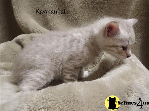 jmiller@kaymankatz.com Picture 3